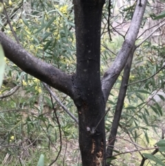 Acacia rubida at Holt, ACT - 27 Aug 2021