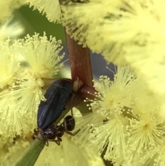 Melobasis sp. (genus) (Unidentified Melobasis jewel Beetle) at Holt, ACT - 27 Aug 2021 by MattFox