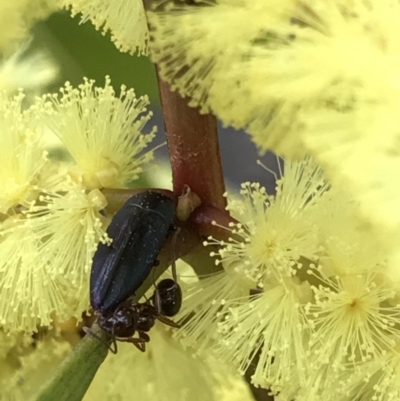 Melobasis sp. (genus) (Unidentified Melobasis jewel Beetle) at Aranda Bushland - 27 Aug 2021 by MattFox