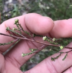 Kunzea parvifolia (Violet Kunzea) at Aranda Bushland - 27 Aug 2021 by MattFox