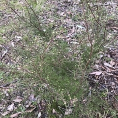 Kunzea parvifolia at Holt, ACT - 27 Aug 2021
