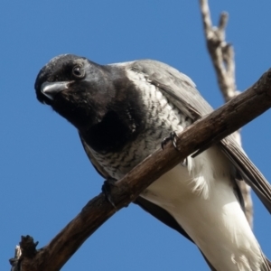 Coracina papuensis at Symonston, ACT - 28 Aug 2021 10:10 AM