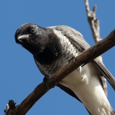 Coracina papuensis (White-bellied Cuckooshrike) at Callum Brae - 28 Aug 2021 by rawshorty