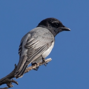 Coracina papuensis at Symonston, ACT - 28 Aug 2021 10:10 AM