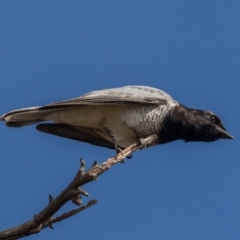 Coracina papuensis at Symonston, ACT - 28 Aug 2021