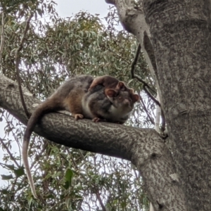 Pseudocheirus peregrinus at Wodonga, VIC - 27 Aug 2021