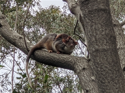 Pseudocheirus peregrinus (Common Ringtail Possum) at Wodonga, VIC - 27 Aug 2021 by ChrisAllen