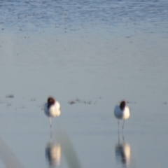 Recurvirostra novaehollandiae (Red-necked Avocet) at Leeton, NSW - 1 Oct 2020 by natureguy