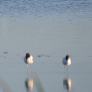 Recurvirostra novaehollandiae at Leeton, NSW - 1 Oct 2020