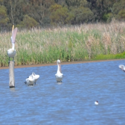 Pelecanus conspicillatus (Australian Pelican) at Leeton, NSW - 2 Oct 2020 by natureguy