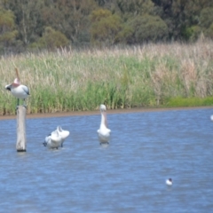 Pelecanus conspicillatus at Leeton, NSW - 2 Oct 2020