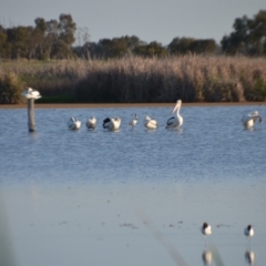 Pelecanus conspicillatus at Leeton, NSW - 2 Oct 2020 02:18 PM