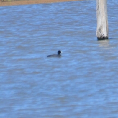 Fulica atra (Eurasian Coot) at Leeton, NSW - 2 Oct 2020 by natureguy