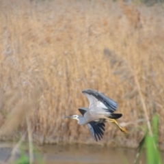 Egretta novaehollandiae (White-faced Heron) at Lake Wyangan, NSW - 3 Oct 2020 by natureguy