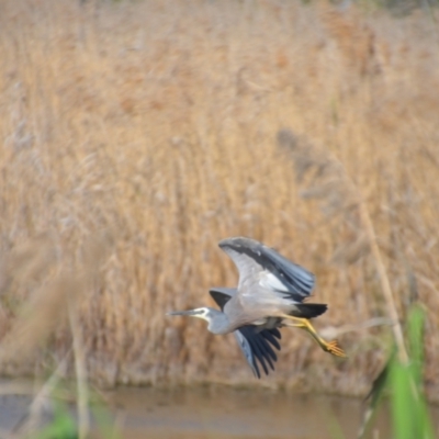 Egretta novaehollandiae (White-faced Heron) at Lake Wyangan, NSW - 3 Oct 2020 by natureguy