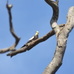 Nymphicus hollandicus (Cockatiel) at Lake Wyangan, NSW - 3 Oct 2020 by natureguy