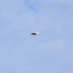 Pelecanus conspicillatus (Australian Pelican) at Lake Wyangan, NSW - 3 Oct 2020 by natureguy