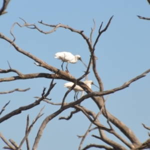 Platalea regia at Nericon, NSW - 3 Oct 2020