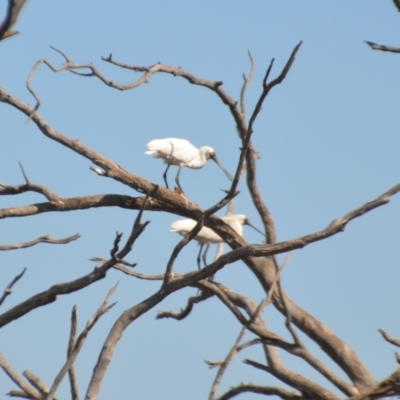 Platalea regia (Royal Spoonbill) at Nericon, NSW - 3 Oct 2020 by natureguy