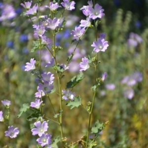 Malva preissiana at Binya, NSW - 3 Oct 2020 05:38 PM