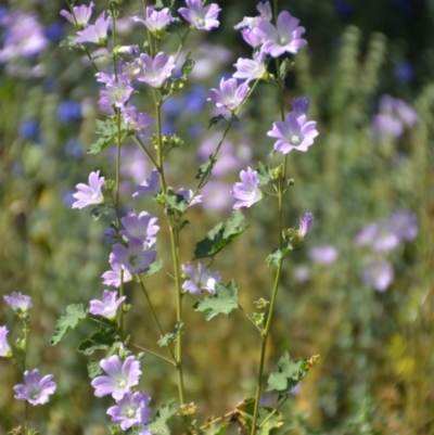 Malva preissiana (Native Mallow) at Binya, NSW - 3 Oct 2020 by natureguy