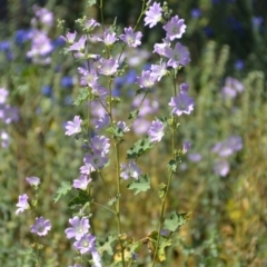 Malva preissiana at Binya, NSW - 3 Oct 2020