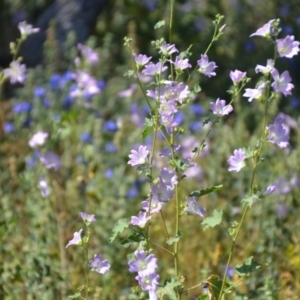 Malva preissiana at Binya, NSW - 3 Oct 2020