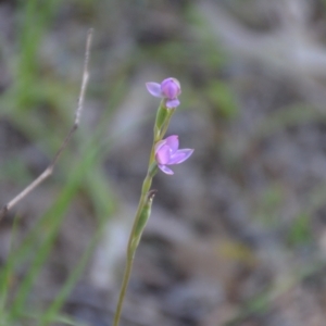 Thelymitra sp. at Binya, NSW - 3 Oct 2020