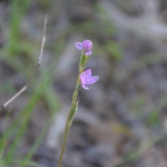 Thelymitra sp. (A Sun Orchid) at Cocoparra National Park - 3 Oct 2020 by natureguy