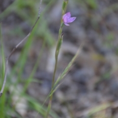 Thelymitra sp. at Binya, NSW - 3 Oct 2020