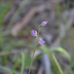 Thelymitra sp. at Binya, NSW - 3 Oct 2020