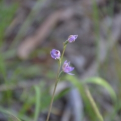 Thelymitra (Genus) at Binya, NSW - suppressed