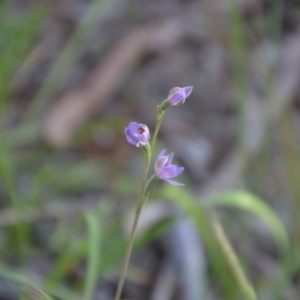 Thelymitra sp. at Binya, NSW - suppressed