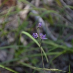 Thelymitra sp. at Binya, NSW - suppressed