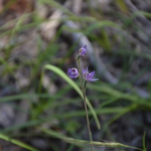 Thelymitra (Genus) at Binya, NSW - suppressed
