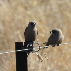 Artamus cyanopterus cyanopterus (Dusky Woodswallow) at Lions Youth Haven - Westwood Farm A.C.T. - 28 Aug 2021 by HelenCross