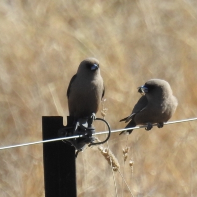 Artamus cyanopterus (Dusky Woodswallow) at Kambah, ACT - 28 Aug 2021 by HelenCross