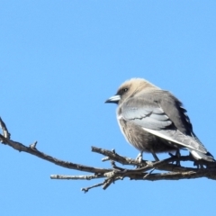 Artamus cyanopterus cyanopterus at Kambah, ACT - 28 Aug 2021