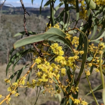 Acacia rubida (Red-stemmed Wattle, Red-leaved Wattle) at Table Top, NSW - 28 Aug 2021 by Darcy