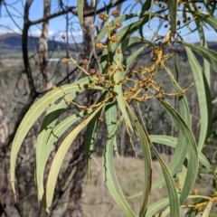 Acacia rubida at Table Top, NSW - 28 Aug 2021