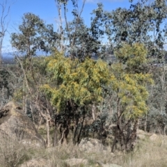 Acacia rubida at Table Top, NSW - 28 Aug 2021 11:18 AM