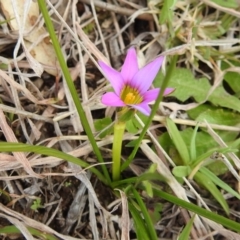 Romulea rosea var. australis (Onion Grass) at Lions Youth Haven - Westwood Farm - 28 Aug 2021 by HelenCross