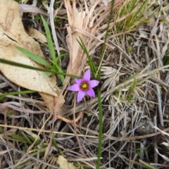 Romulea rosea var. australis at Kambah, ACT - 28 Aug 2021