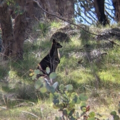 Wallabia bicolor (Swamp Wallaby) at Table Top, NSW - 28 Aug 2021 by Darcy