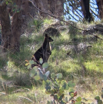 Wallabia bicolor (Swamp Wallaby) at Nine Mile Reserve - 28 Aug 2021 by Darcy