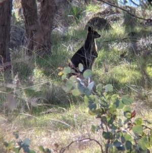 Wallabia bicolor at Table Top, NSW - 28 Aug 2021 11:20 AM