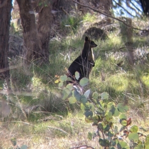 Wallabia bicolor at Table Top, NSW - 28 Aug 2021 11:20 AM