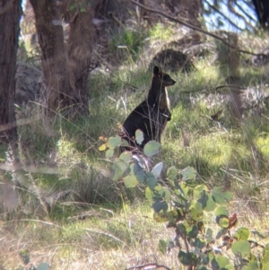 Wallabia bicolor at Table Top, NSW - 28 Aug 2021