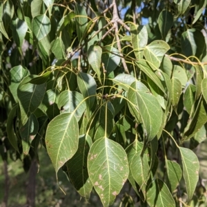 Brachychiton populneus at Table Top, NSW - 28 Aug 2021 11:35 AM