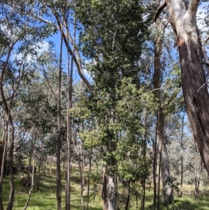 Brachychiton populneus at Table Top, NSW - 28 Aug 2021 11:35 AM